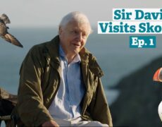 Descubre la maravillosa observación de aves en la Isla de Skomer, un paraíso turístico en Gales